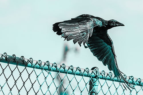 Crow Flying Over Chain Link Fence (Cyan Tone)