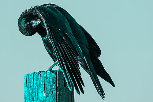Crow Grooming Wing Atop Wooden Post (Cyan Tone)
