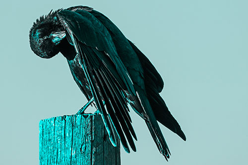 Crow Grooming Wing Atop Wooden Post (Cyan Tone Photo)
