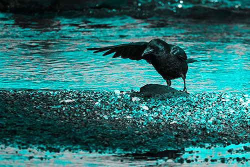 Crow Pointing Upstream Using Wing (Cyan Tone Photo)