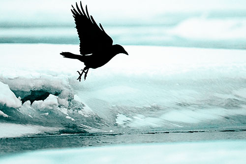 Crow Taking Flight Off Icy Shoreline (Cyan Tone Photo)