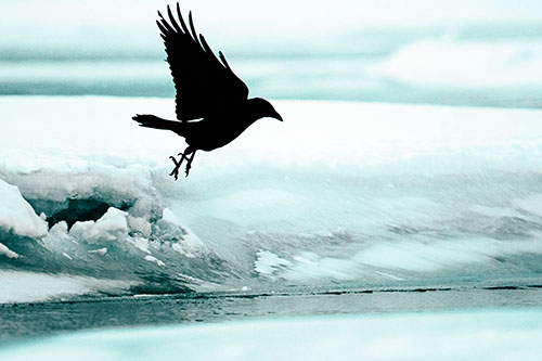 Crow Taking Flight Off Icy Shoreline (Cyan Tone)