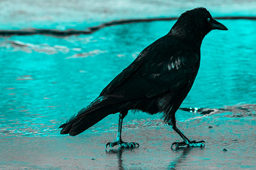 Crow Walking Along Frozen River Ice (Cyan Tone)