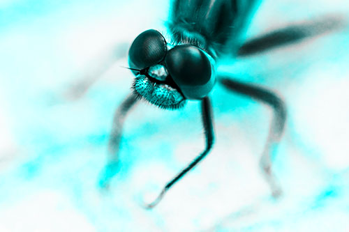 Curious Big Eyed Dragonfly Looks Above (Cyan Tone Photo)
