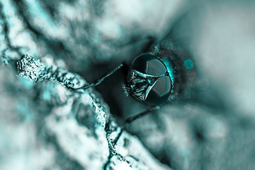 Curious Blow Fly Watches Above (Cyan Tone Photo)