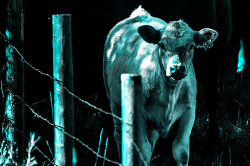 Curious Cow Calf Making Eye Contact (Cyan Tone Photo)