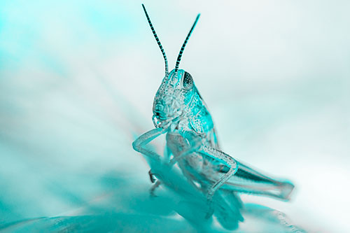 Curious Crouching Grasshopper Perched Atop Leaf Petal (Cyan Tone)