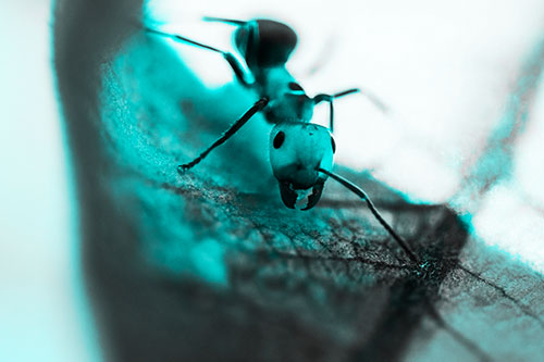 Curious Fire Ant Spreads Mandibles Among Sloping Milkweed Leaf (Cyan Tone)