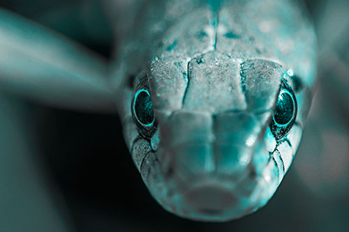 Curious Garter Snake Makes Direct Eye Contact (Cyan Tone)