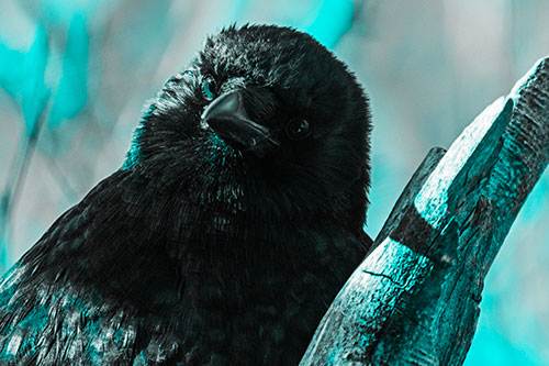 Curious Head Tilting Crow Perched Among Tree Branch (Cyan Tone Photo)