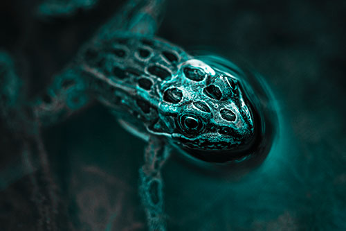 Curious Leopard Frog Peeking Head Above Water (Cyan Tone)