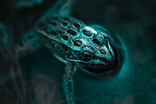 Curious Leopard Frog Peeking Head Above Water (Cyan Tone Photo)