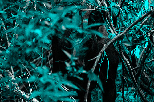 Curious Moose Looking Around (Cyan Tone Photo)