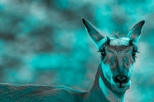 Curious Pronghorn Staring Across Roadway (Cyan Tone)