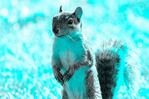 Curious Squirrel Standing On Hind Legs (Cyan Tone Photo)