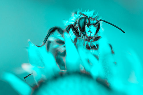 Damp Honey Bee Crawling Over Blanket Flower (Cyan Tone)