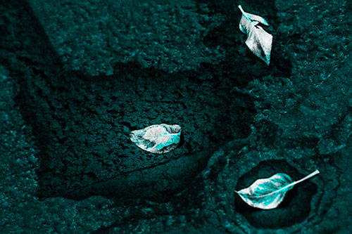 Damp Leaf Face Rests Atop Wet Desiccating Pavement (Cyan Tone)