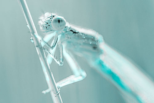 Damselfly Clamping Onto Grass Blade (Cyan Tone)