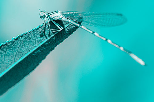 Damselfly Clamping Onto Leaf Petal Edge (Cyan Tone)