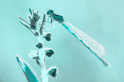 Damselfly Clings Ahold Plant Top (Cyan Tone)