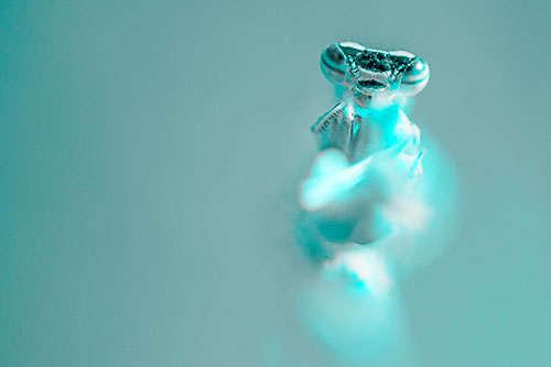 Damselfly Embraces Grass Blade Among Sunlight (Cyan Tone)
