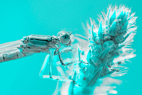 Damselfly Perched Among Fuzzy Plant (Cyan Tone)