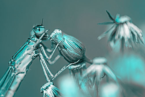 Damselfly Rubbing Eye Among Horseweeds (Cyan Tone)