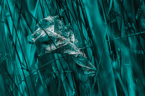 Dead Decayed Leaf Rots Among Reed Grass (Cyan Tone Photo)