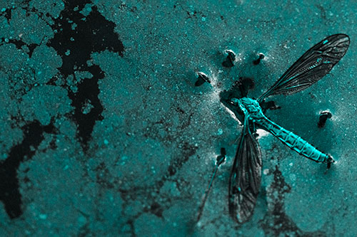 Dead Floating Crane Fly Partly Submerged Among Oily Water (Cyan Tone)