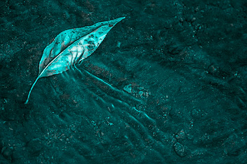 Dead Floating Leaf Creates Shallow Water Ripples (Cyan Tone Photo)