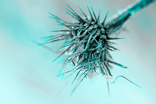 Dead Frigid Spiky Salsify Flower Withering Among Cold (Cyan Tone Photo)