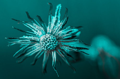 Dead Frozen Ice Covered Aster Flower (Cyan Tone)