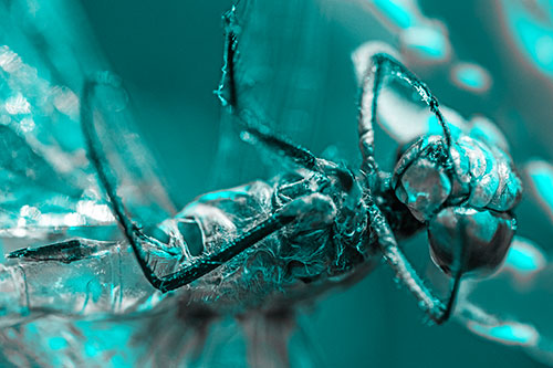 Dead Grotesque Dragonfly Peeling Eye Apart (Cyan Tone)