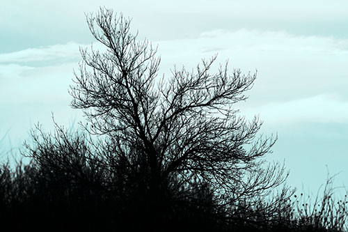 Dead Leafless Tree Standing Tall (Cyan Tone Photo)
