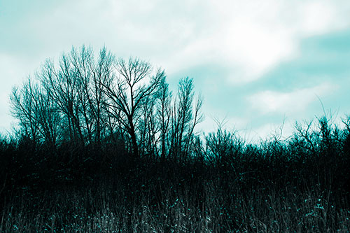 Dead Winter Tree Clusters Among Tall Grass (Cyan Tone Photo)