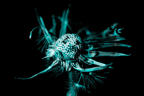 Decaying Seed Toothed Dandelion Creature (Cyan Tone)