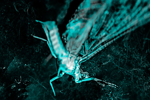 Deceased Mayfly Floating Atop Shallow River Shore (Cyan Tone)