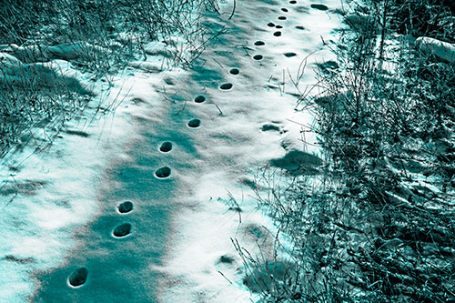 Deep Snow Animal Footprint Markings (Cyan Tone Photo)