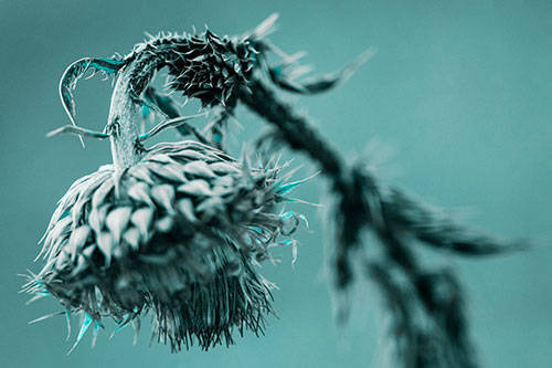 Depressed Slouching Thistle Dying From Thirst (Cyan Tone Photo)