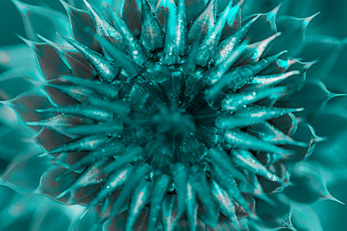 Dew Drops Cover Blooming Thistle Head (Cyan Tone Photo)