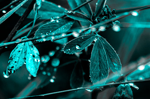 Dew Water Droplets Clutching Onto Leaves (Cyan Tone Photo)