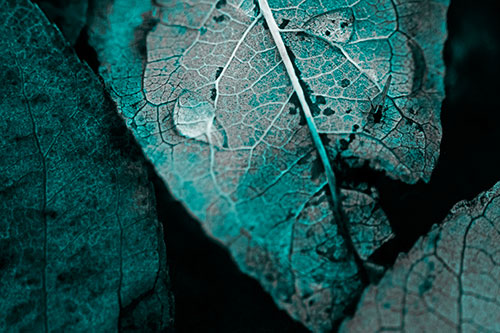 Dewy Eyed Leaf Face Cringing Towards Bug (Cyan Tone)