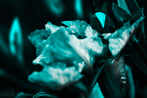 Dewy Iris Flower Creature Face (Cyan Tone Photo)