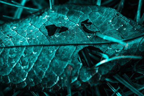 Dewy Pierced Leaf Face Screaming Among Grass Blades (Cyan Tone)