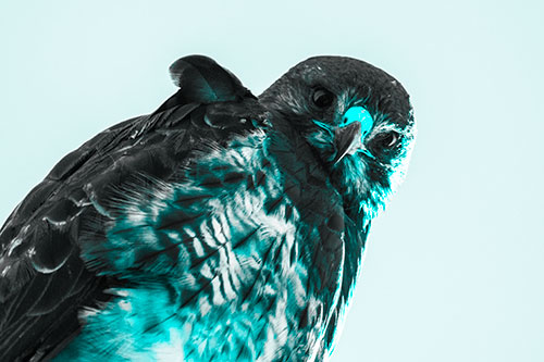 Direct Eye Contact With Rough Legged Hawk (Cyan Tone)
