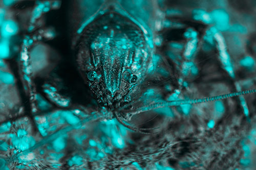 Direct Eye Contact With Water Submerged Crayfish (Cyan Tone Photo)