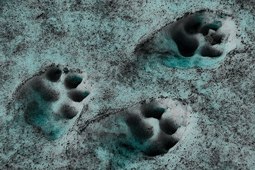 Dirty Dog Footprints In Snow (Cyan Tone Photo)