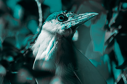 Dirty Faced Black Crowned Night Heron (Cyan Tone)