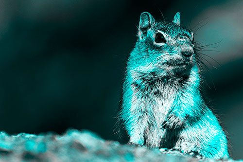 Dirty Nosed Squirrel Atop Rock (Cyan Tone Photo)
