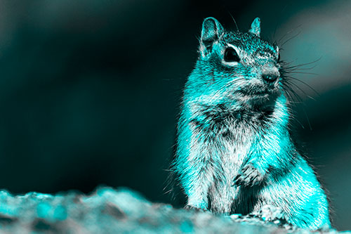 Dirty Nosed Squirrel Atop Rock (Cyan Tone)